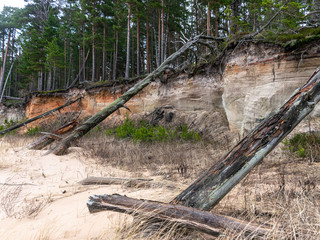 steep seashore landscape, old grass and fallen trees