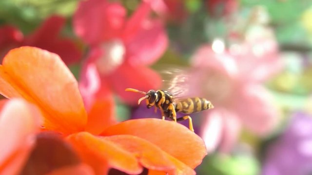 Bees Wasps colorful flowers beautiful Nature pollinators in orange red flowers