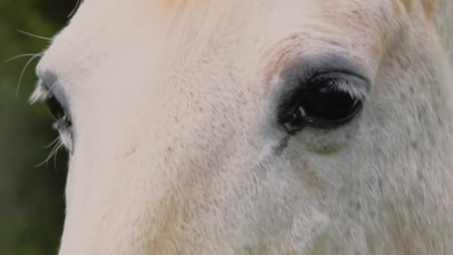 White horse portrait, close up