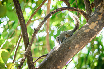 Brown squirrel runs on a green tree.