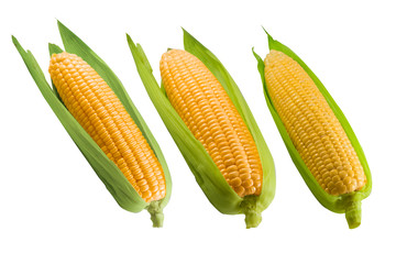 Fresh corn isolated on white background. A selective focus picture of corn cob in corn field.