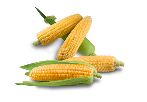 Fresh corn isolated on white background. A selective focus picture of corn cob in corn field.
