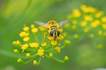 bee-mimicking hoverfly sits on an umbellifer in the sunlight