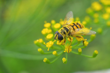 bee-mimicking hoverfly sits on an umbellifer in the sunlight
