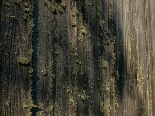 Obraz premium abstract picture with wood texture