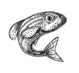 Naklejka premium Ink drawn fish isolated from background. Aquarium fish - hand drawn illustration. Rose danio.