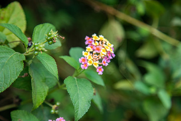 Lantana camara or West Indian Lantana flowers blooming in the garden