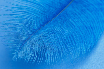 Close up of blue feather texture background