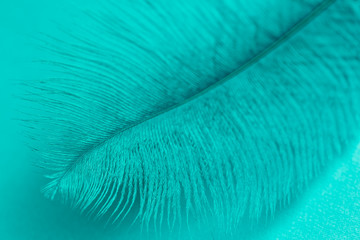 Close up of turquoise feather texture background