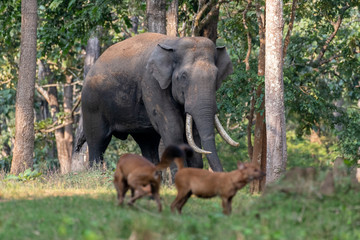 Fototapeta na wymiar Wild dogs teasing elephant in forest