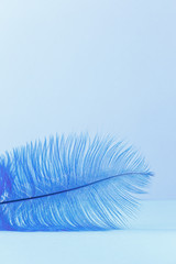 Abstract luxury background with blue bird feather