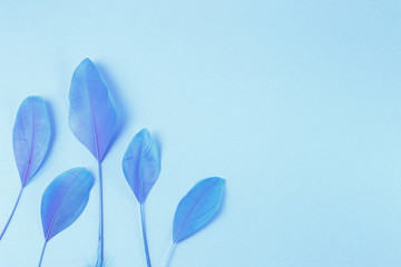 Group of blue feathers on light pure background