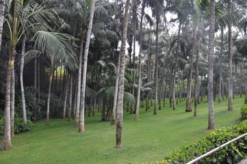 Palmenwald