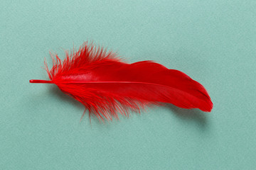 Single red feather on mint green background