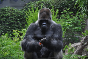 Gorilla