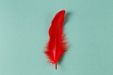 Single red feather on mint green background