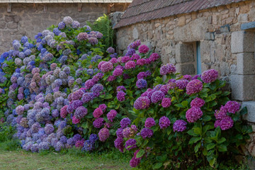 Fototapeta na wymiar Hortensienblüte in der Bretagne