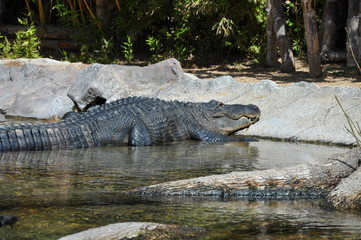 Alligator