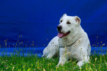 Dog breed Alabai
