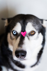 cute husky dog ​​with different eye color plays with heart shaped candy