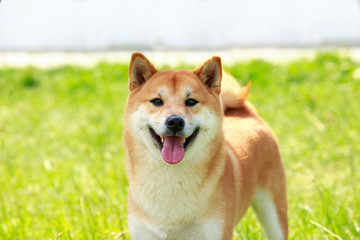 The dog breed Shiba inu