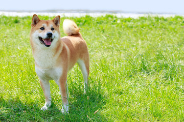 The dog breed Shiba inu
