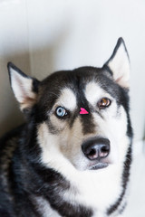 cute husky dog ​​with different eyes color with a heart on the nose