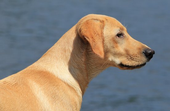 Yellow Lab Dog On The Beach