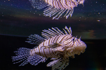 A Lionfish swimming in a aquarium with his reflection above.