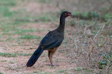 Ein freigestellter  Rotbrustguan in der Seitenansicht