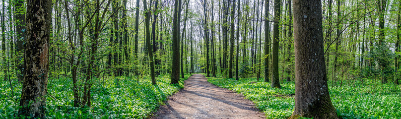 Fototapeta premium Wild garlic at forest