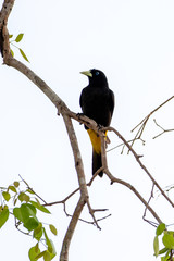 Ein freigestellter Webervogel  sitzt auf einem Ast