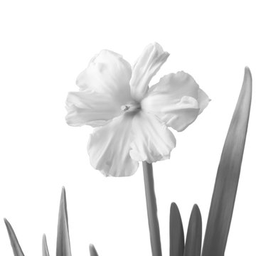 Daffodil isolated on a white. Black-and-white photo