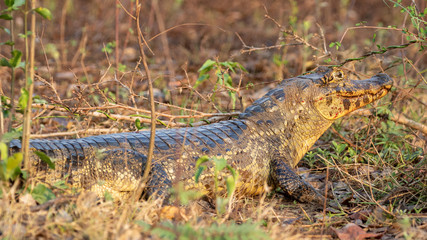 Ein Brillenkaiman hat an Land seine Beute verzehrt