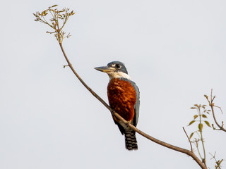 Ein freigestellter Rotbrustfischer frontal vor hellgrauem Himmel
