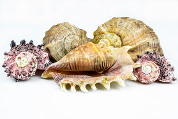 Sea shells close-up isolated on a white background.