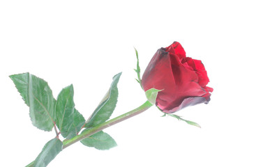 Beautiful  rose isolated on white