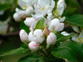 Branch with white flower, blooming Apple tree with green leaves close-up in spring on a Sunny and warm day in Siberia.