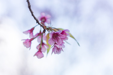 cherry blossom in Thailand