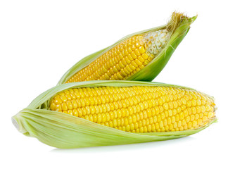 Corn on white background