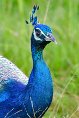 Obraz premium peacock with feathers