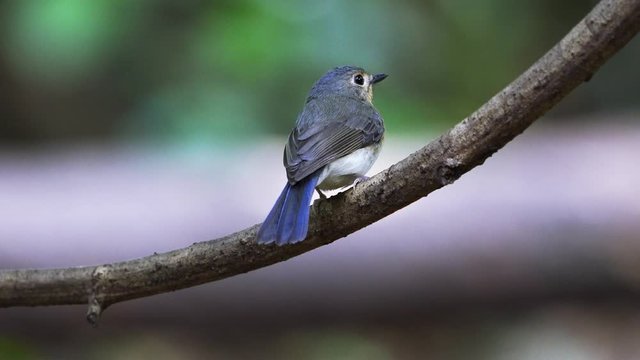 Black-naped Monarch bird perched on a branch.( Scientific Name : Hypothymis azurea )