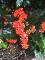 wet orange flowers