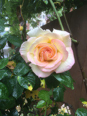 pink and white ombre rose