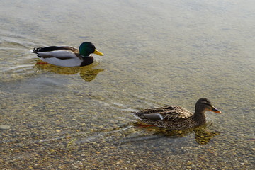 Enten an Teich im Winter