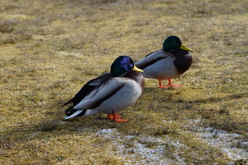 Enten an Teich im Winter