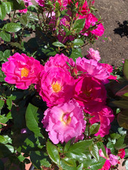 hot pink and yellow roses