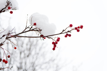 Frozen food. Climate control. Seasonal berries. Christmas rowan berry branch. Hawthorn berries...