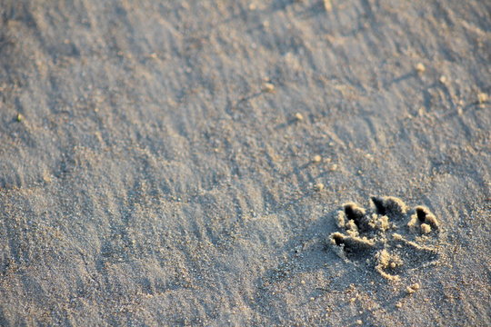 sable