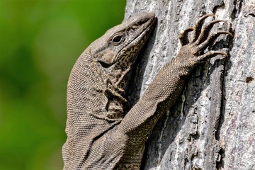 Monitor Lizard